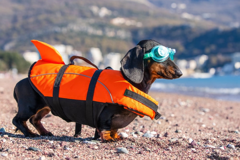 🎄🐾 Everything You Need to Know About Holiday Pet Safety 🐶🐱✨