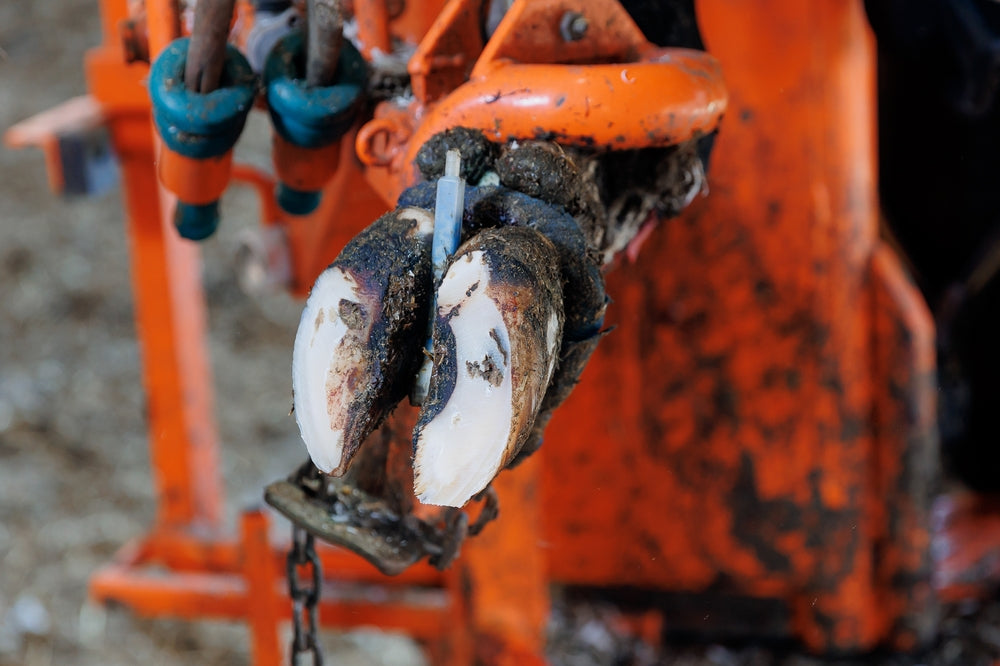 Hoof Wall Cracks in Horses: Causes, Treatment and When To Worry