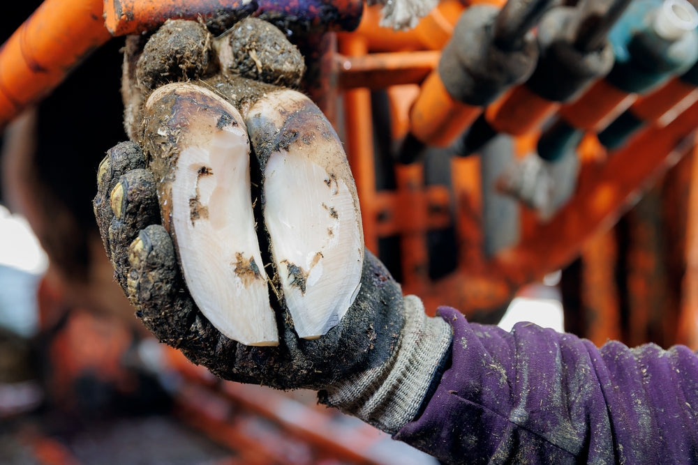Are Your Horse’s Hooves Being Trimmed Correctly?