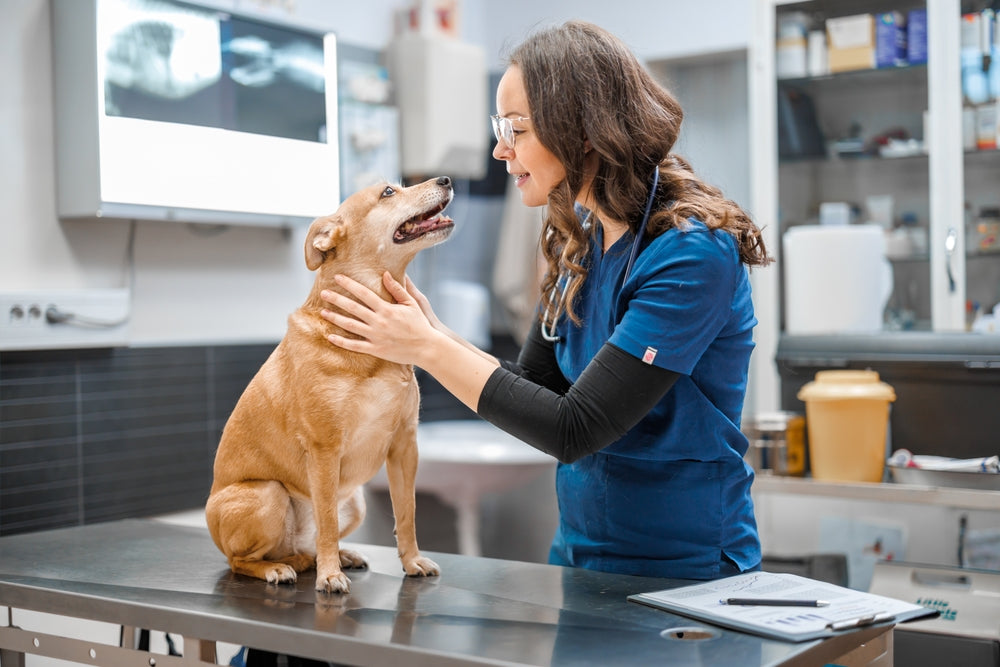 Diethylstilbestrol for Female Dogs