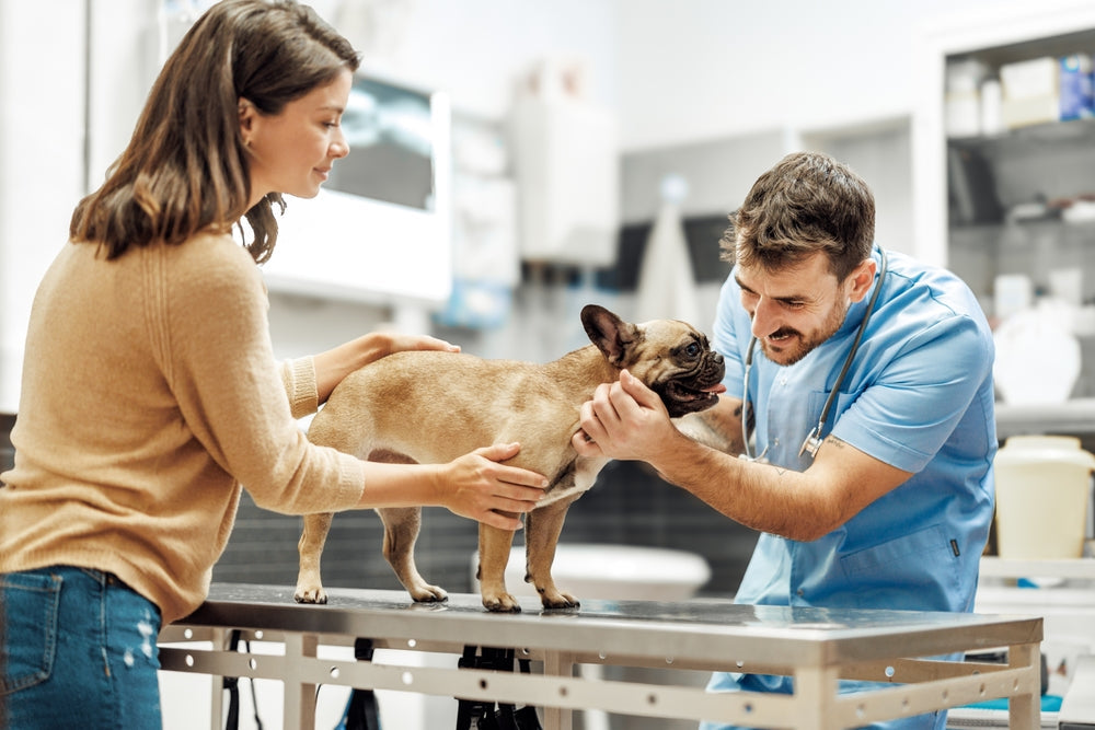 The Real Pros and Cons of Becoming a Veterinarian