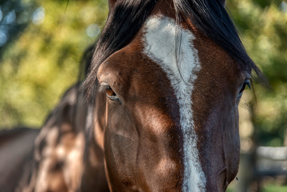 White Line Disease in Horses: Signs, Treatment, and Hoof Wall Recovery