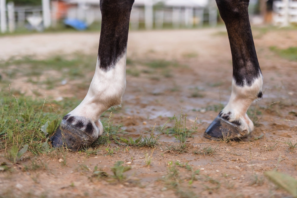 Sheared Heels in Horses