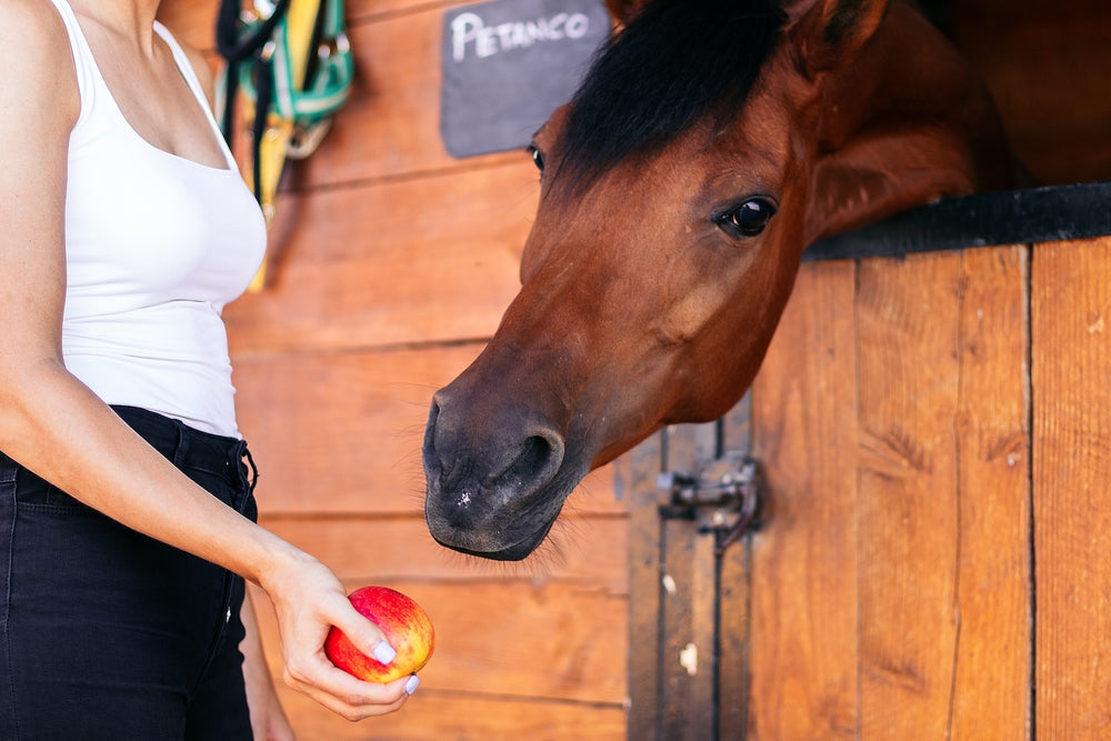 Gastric Ulcers in Horses: Signs, Causes, Treatment, and Prevention