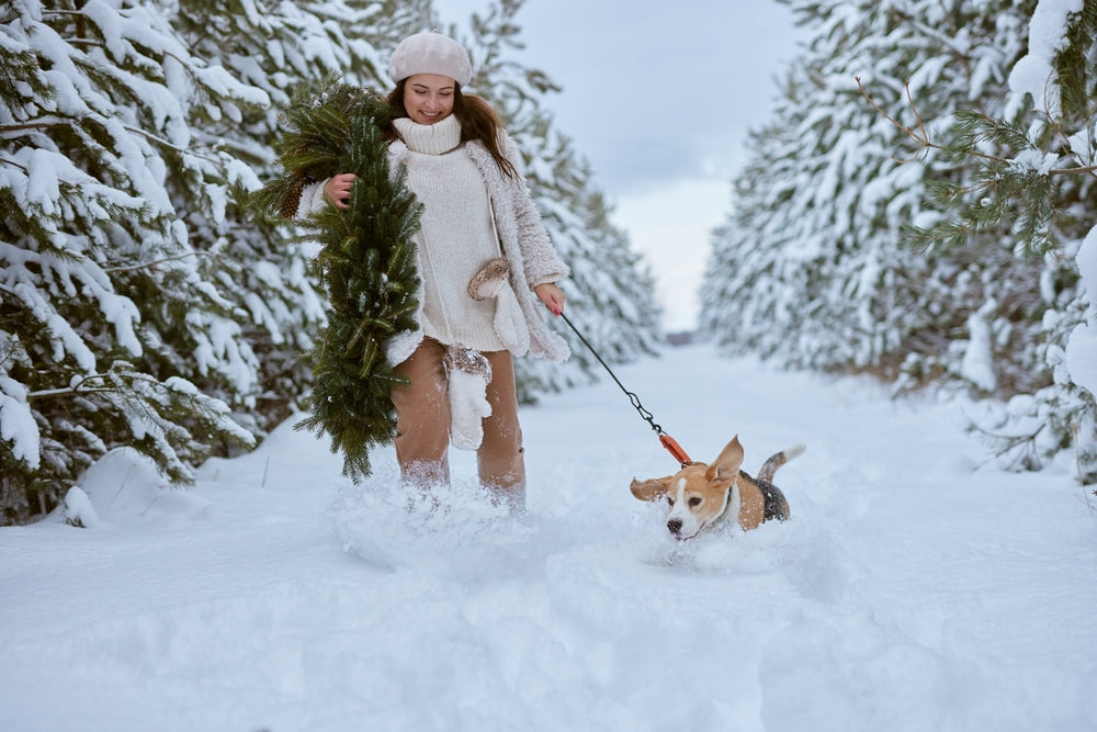 Holiday Pet Hazards to Avoid