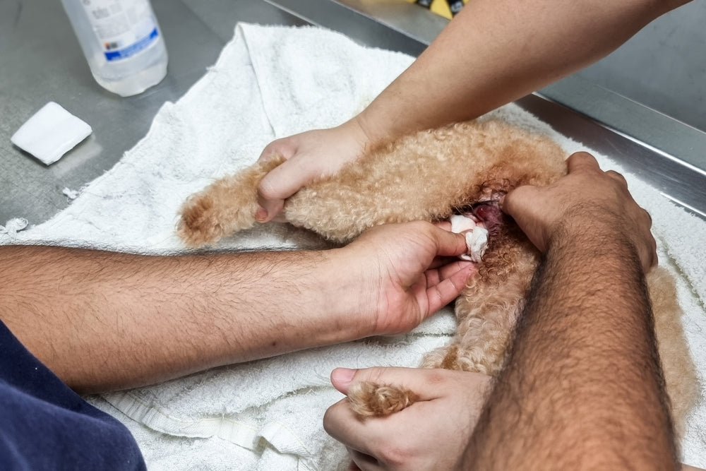 Orbifloxacin for Dogs and Cats