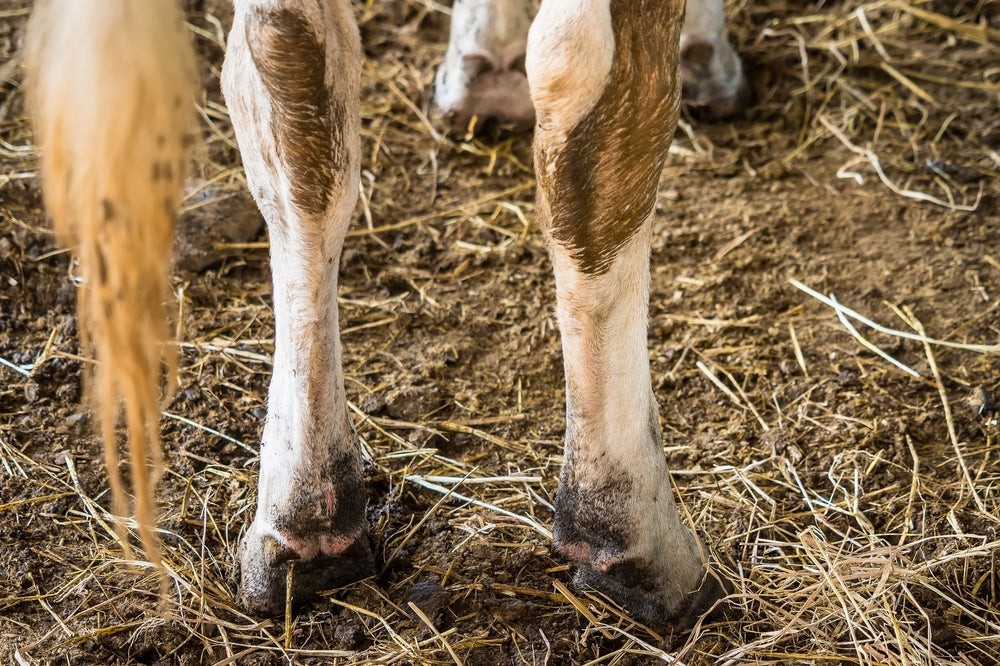 Hind End Lameness in Horses