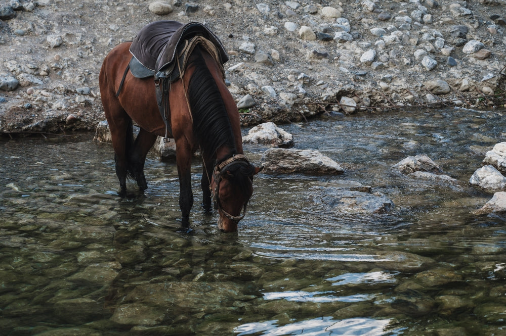 Free Fecal Water Syndrome in Horses