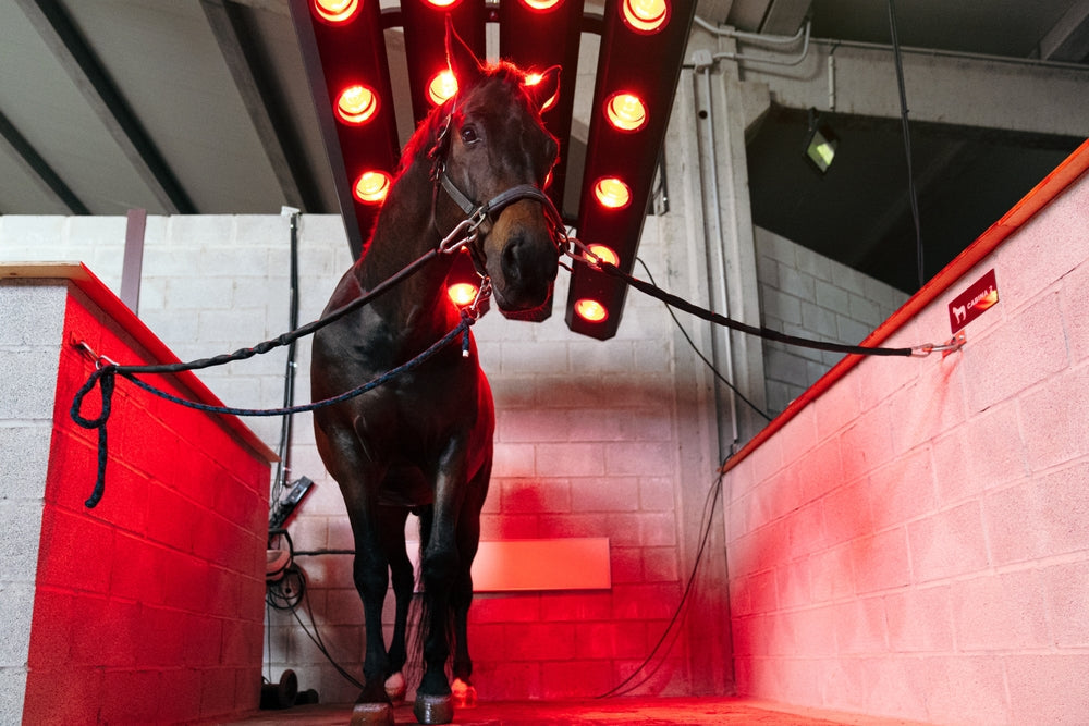 Shock Wave Therapy for Horse Leg Wounds: Can It Reduce Proud Flesh?