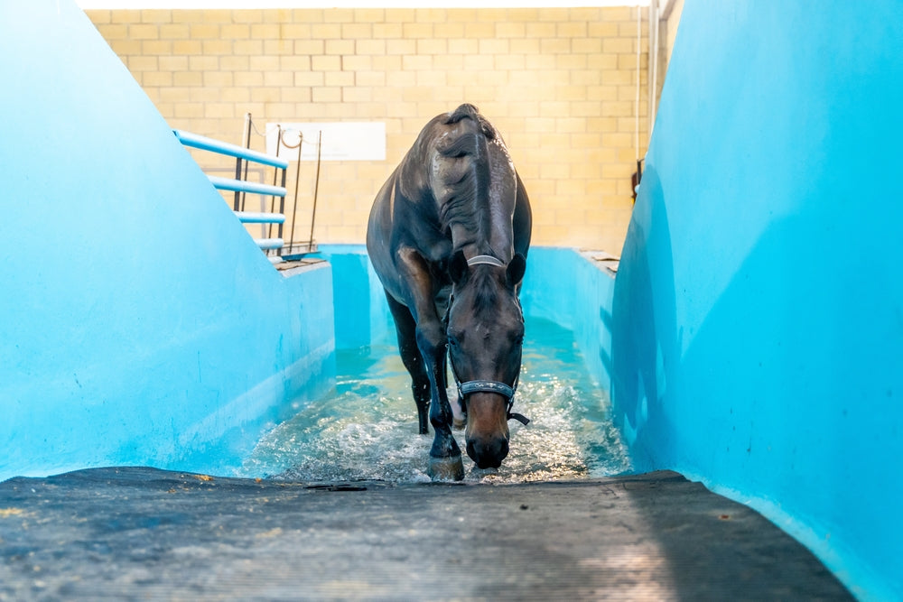 How to Use Cold Therapy to Help Prevent Laminitis in Horses