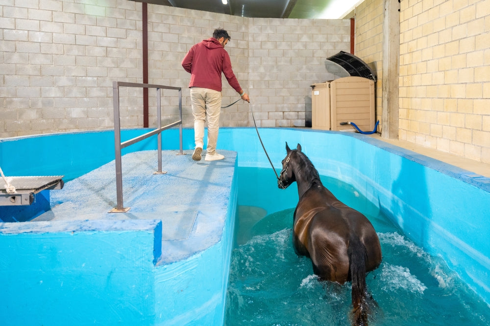 Aquatic Therapy for Horses: Benefits, Risks and When It Helps