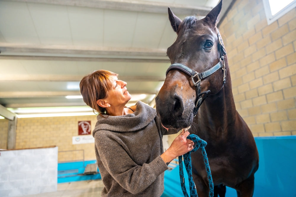 Equioxx vs Previcox for Horses