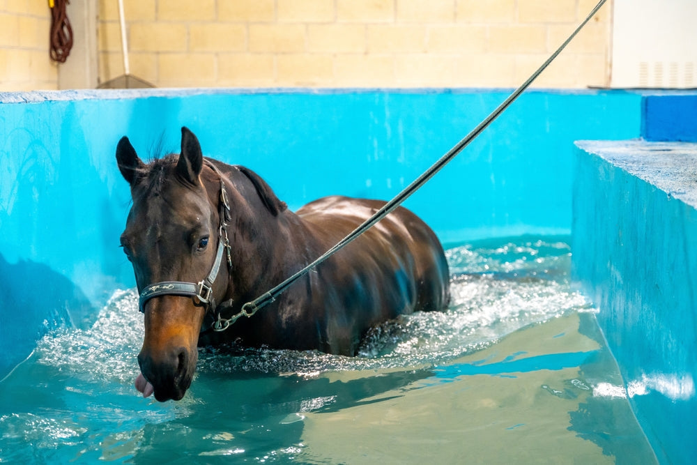 Are Water Treadmills Good for Horses? Benefits, Risks and Rehabilitation Use