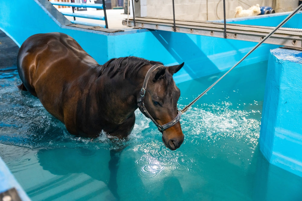 Hydrotherapy for Horses: When Cold Therapy, Water Treadmills and Swimming Help