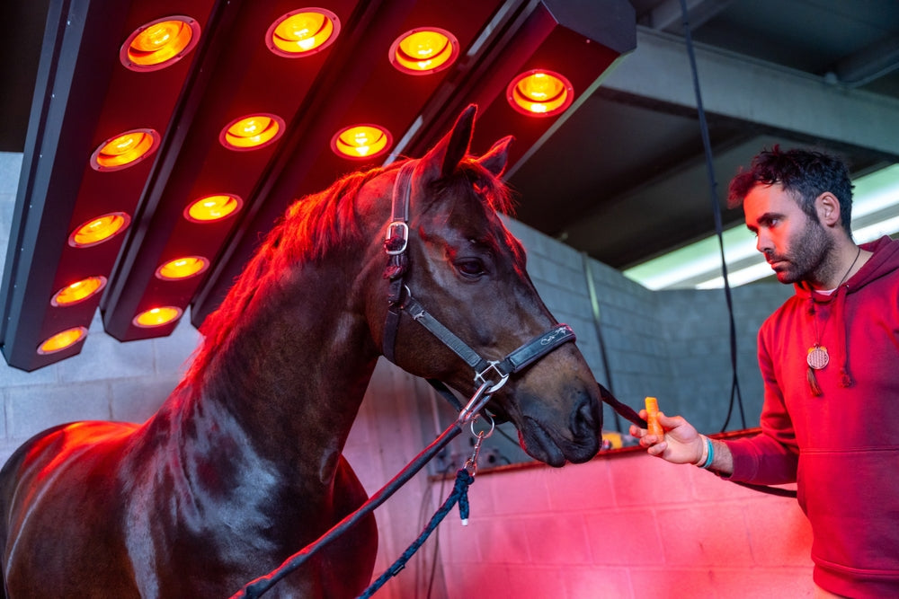 Laser Therapy in Horses