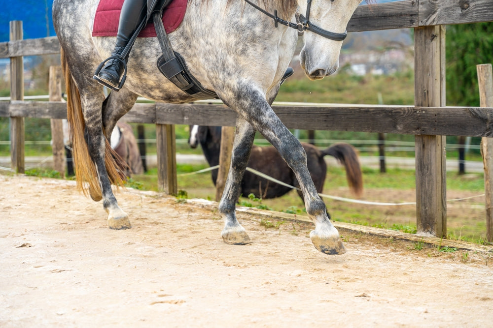 Lower Leg Wounds in Horses and Donkeys: When To Call a Vet