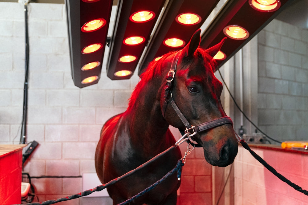 Reading Pain in Horses