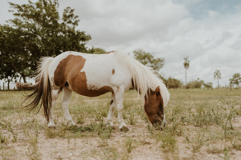 Is My Horse Overweight? Obesity, EMS, and Laminitis Risk