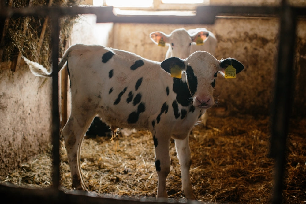Post-Weaning Calf Growth Slump