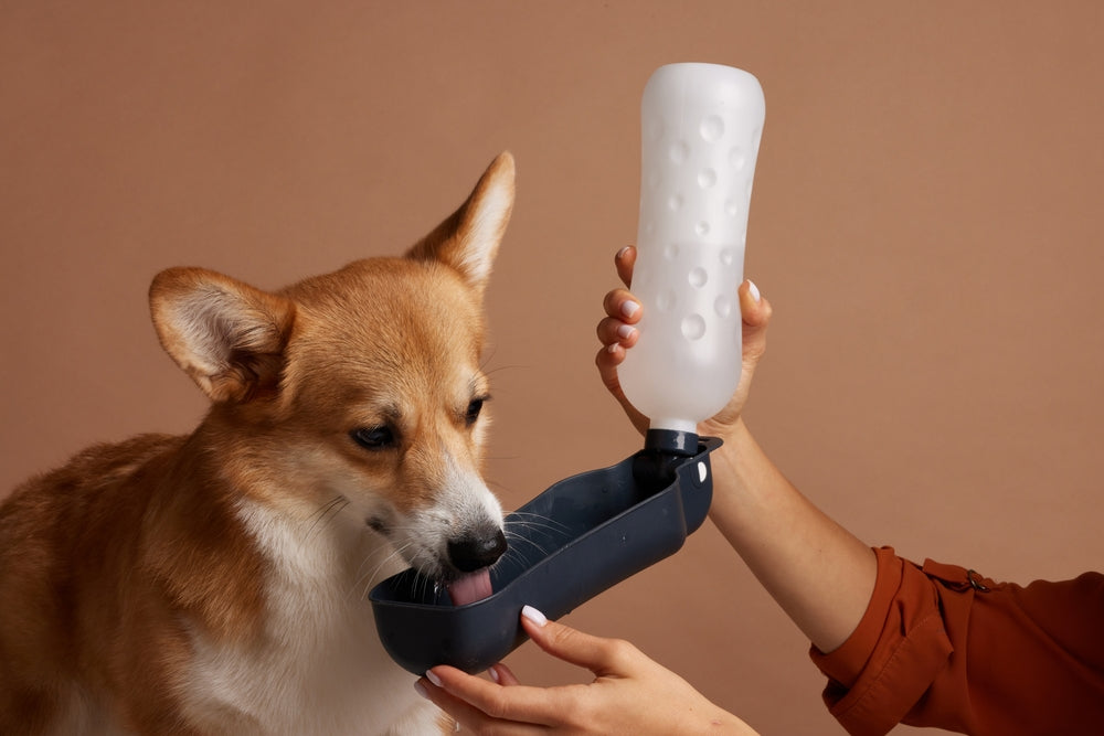 Dog Mocktail Recipes You Can Safely Make at Home 🍹🐶✨