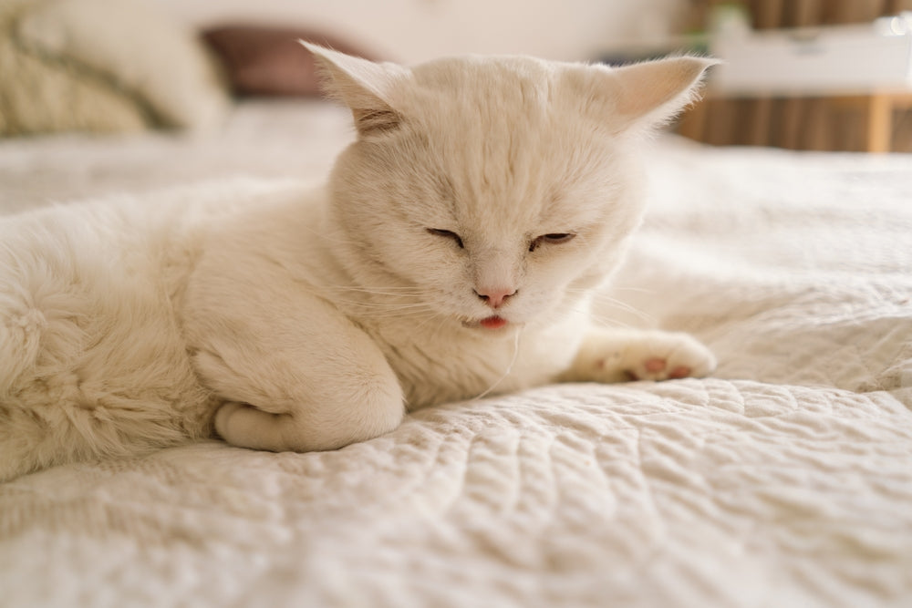 Bethanechol for Dogs and Cats