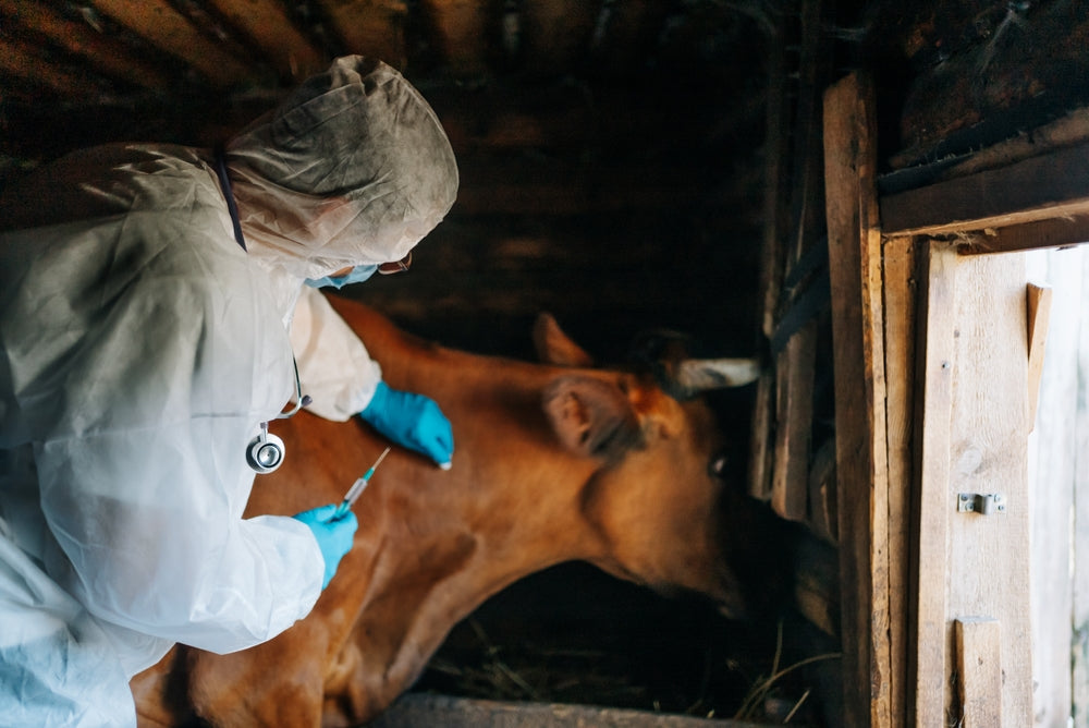 Cattle Vaccine Handling and Storage