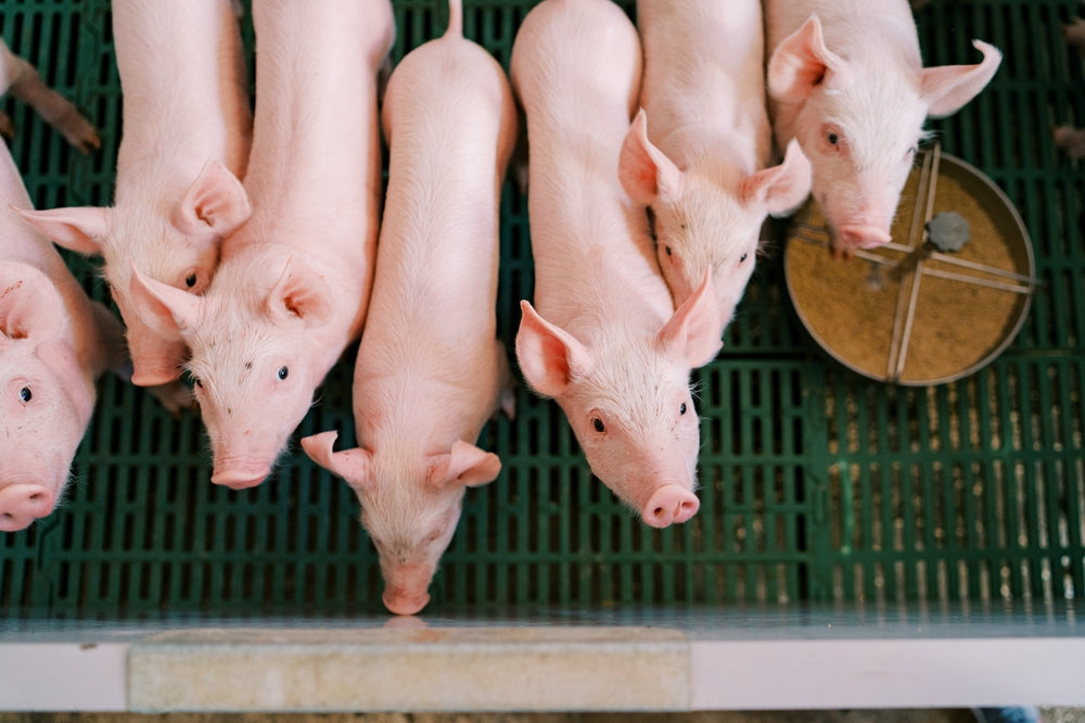 Atypical Porcine Pestivirus in Piglets – Vet 2025 Guide by Dr Duncan Houston 🐷