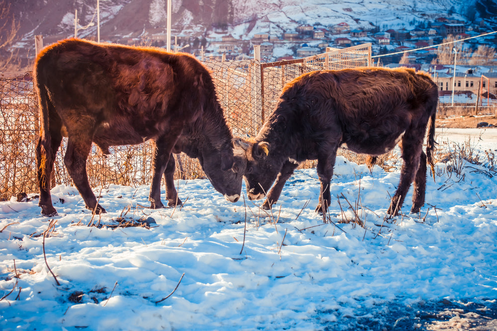 Pneumonia in Calves During Cold Weather