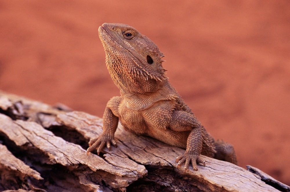 Gastric Neuroendocrine Tumors in Bearded Dragons: A Vet’s 2025 Guide to Diagnosis & Care 🦎🧬 | Dr Duncan Houston BVSc