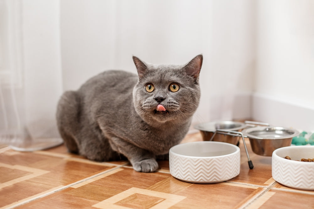 Mealtime Enrichment Ideas for Happy, Healthy Cats