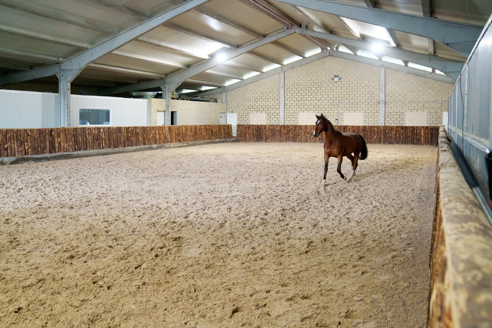 Sand Colic in Horses: How to Remove and Prevent Sand Accumulation