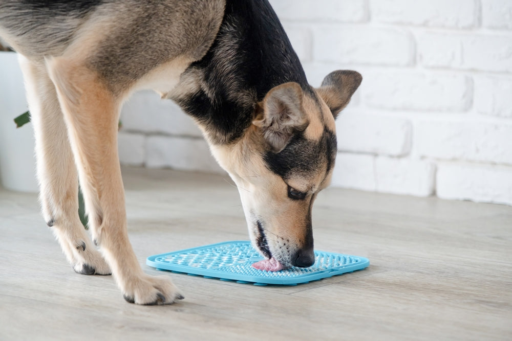 Lick Mat Recipes and Benefits: Why Every Dog Should Be Using One 🐶👅✨