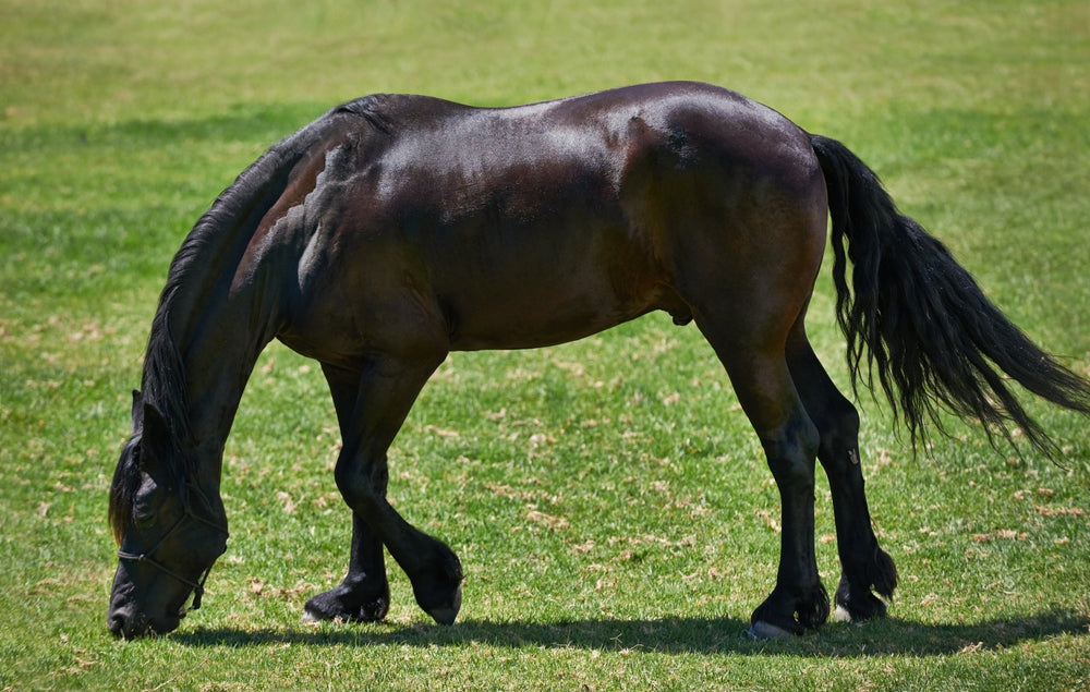 Blister Beetle Poisoning in Horses: Why Alfalfa Hay Can Be Deadly