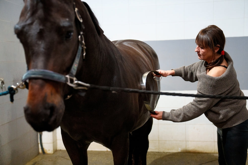 NSAID Side Effects in Horses: Gut Risks Owners Should Know