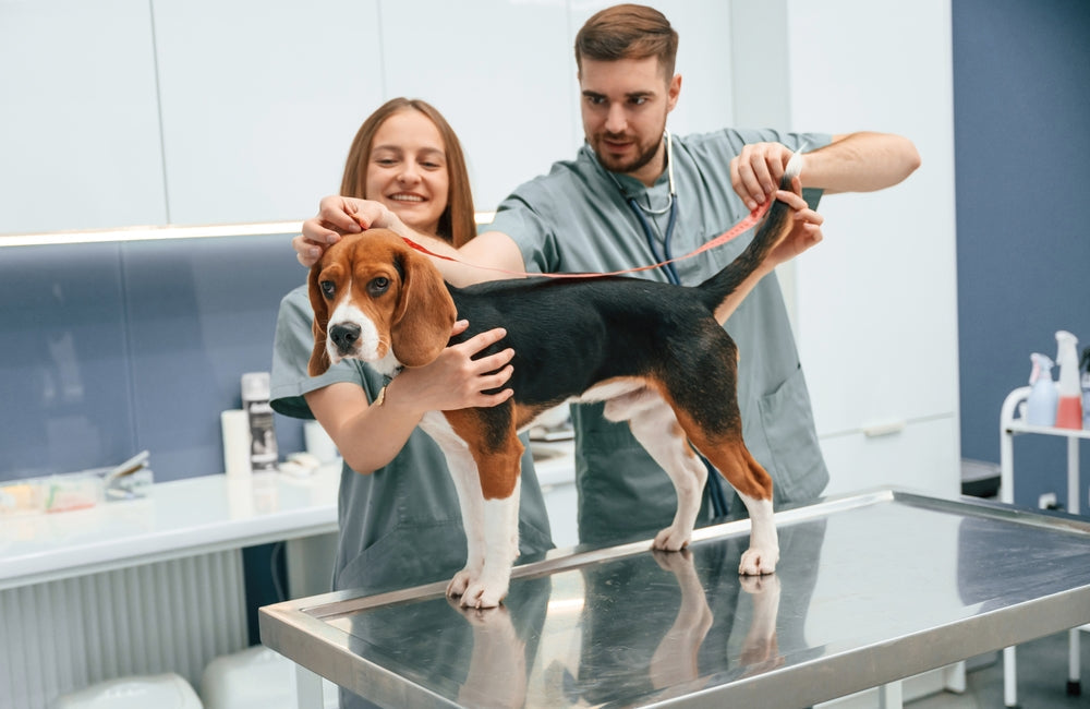 Metric vs U.S. Measurements in Pet Care: A Simple Guide for Pet Owners