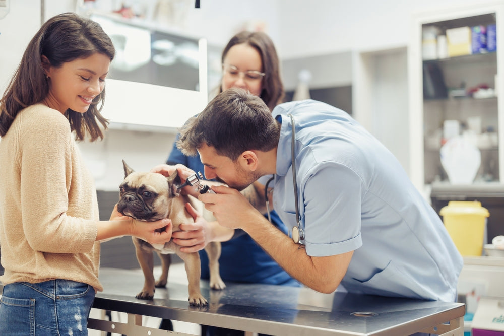 Vet-Approved Guide: Probiotics for Dogs – Supporting Your Furry Friend’s Gut Health 🐶🦠