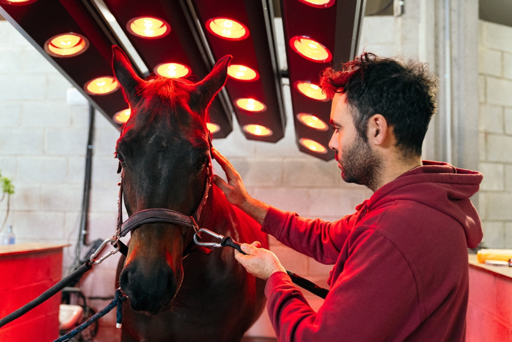 Can Infrared Thermography Diagnose Lameness in Horses?