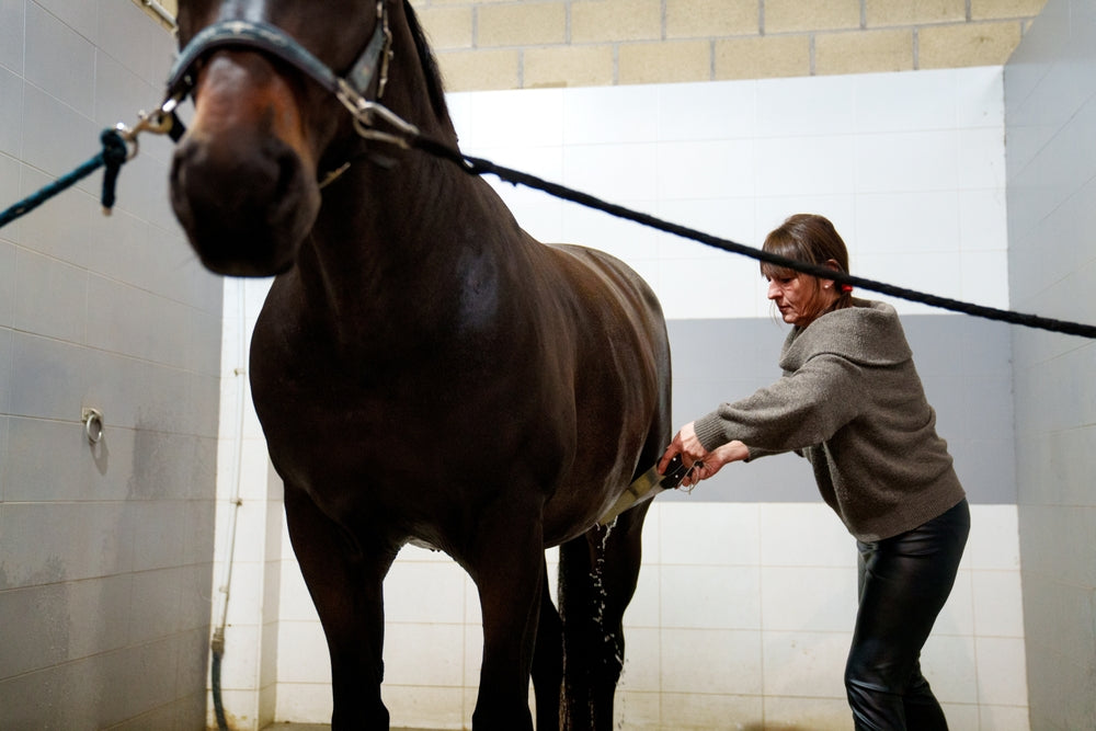 Why Is My Horse Difficult for the Farrier? Pain, Fear and What to Do