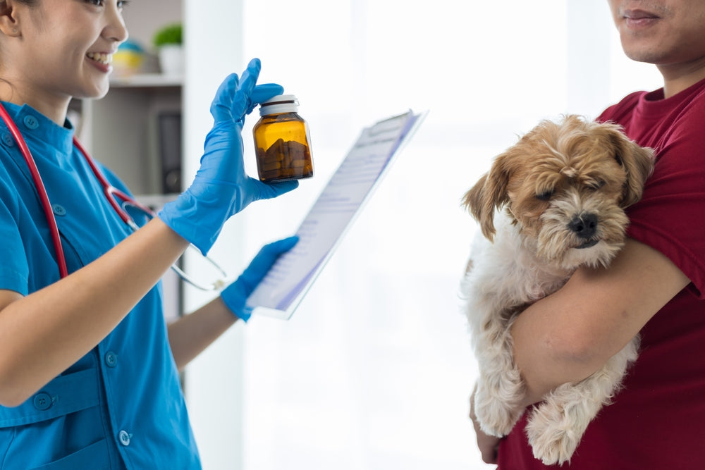 Lactulose for Dogs and Cats