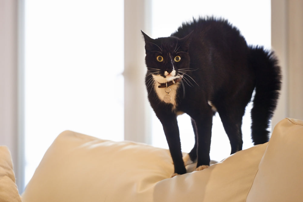 Vet-Approved Guide: A Pet Parent’s Ultimate Guide to Managing Anxiety in Pets 🧠🐾