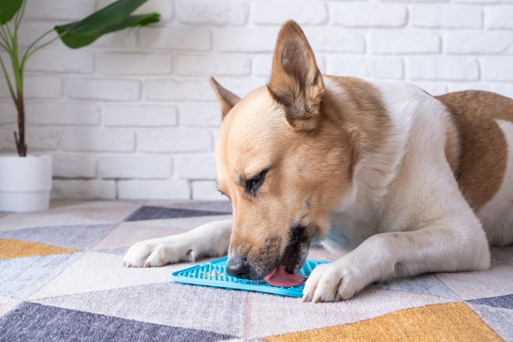 Lick Mat Dog Treat Recipes: A Vet Guide to Benefits, Safety, and Calming Enrichment 🐶👅 | Dr Duncan Houston