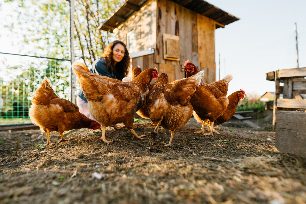 Backyard Chickens and Human Health Risks
