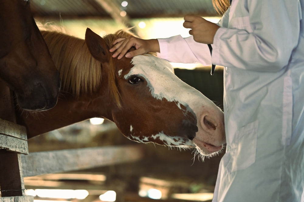 Are Calming Drugs and Supplements Safe for Horses?