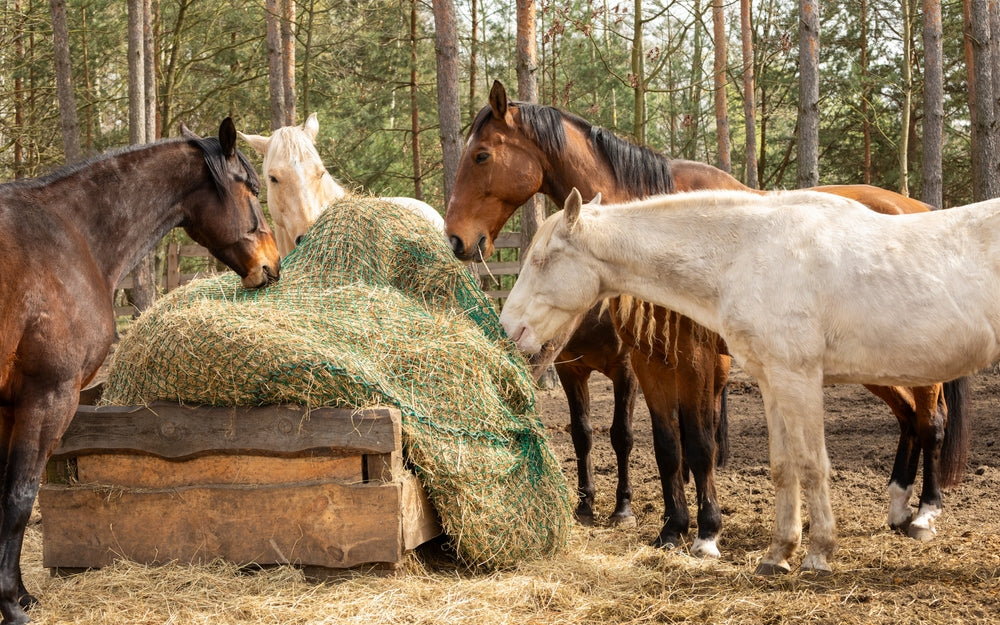 Vet-Approved Techniques for Feeding Hay to Horses