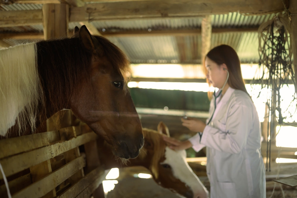 Do Hay Nets Make Equine Asthma Worse?
