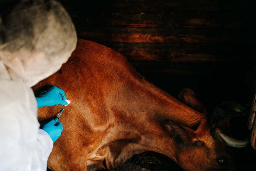 Hardware Disease in Cattle