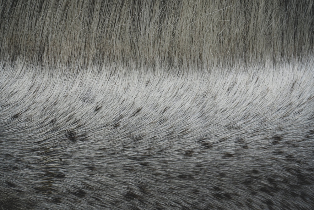 Pastern Dermatitis in Horses: Causes, Treatment and Prevention