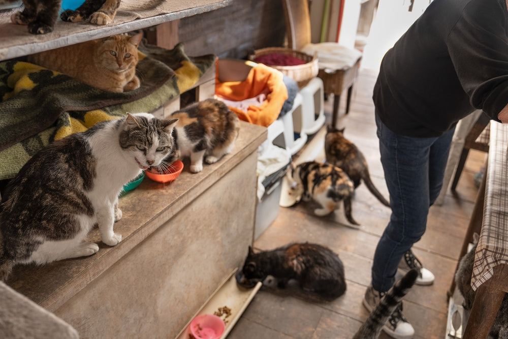 Buspirone for Cats
