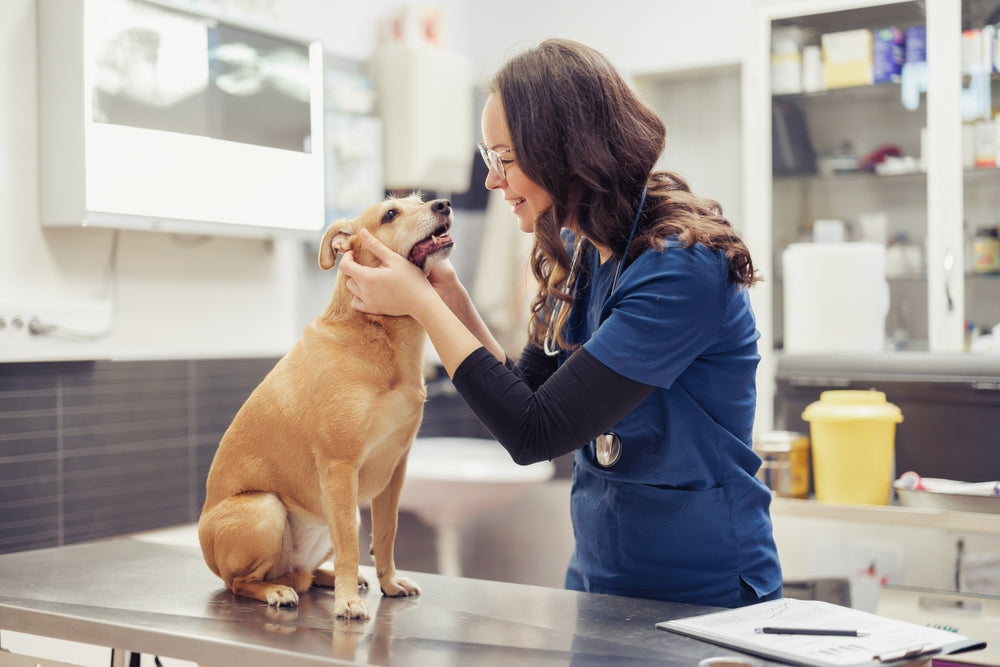 Omeprazole for Dogs and Cats