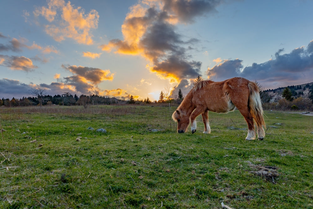 Overweight Ponies Should Work for Food: Vet Insights on Weight Loss and Exercise in 2025